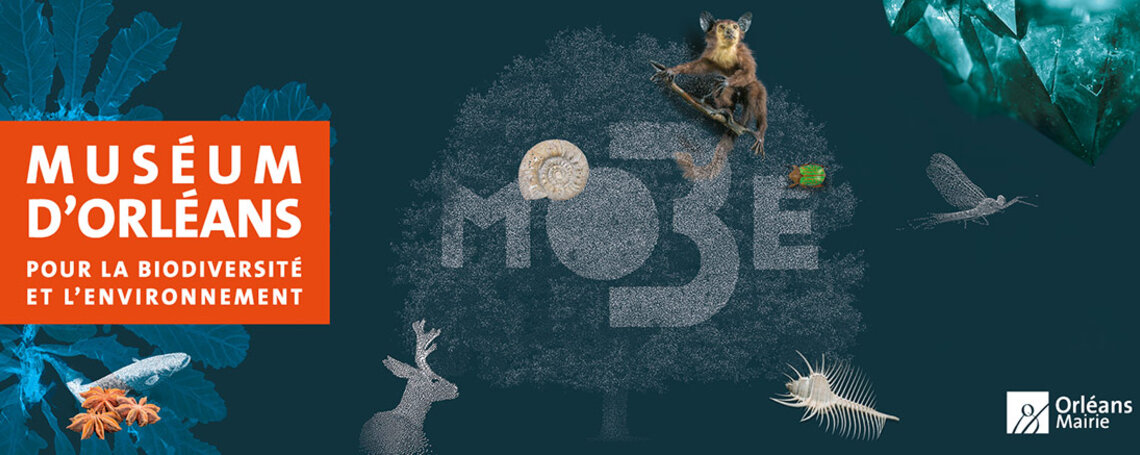 MOBE - Muséum d\'Orléans pour la Biodiversité et l\'Environnement