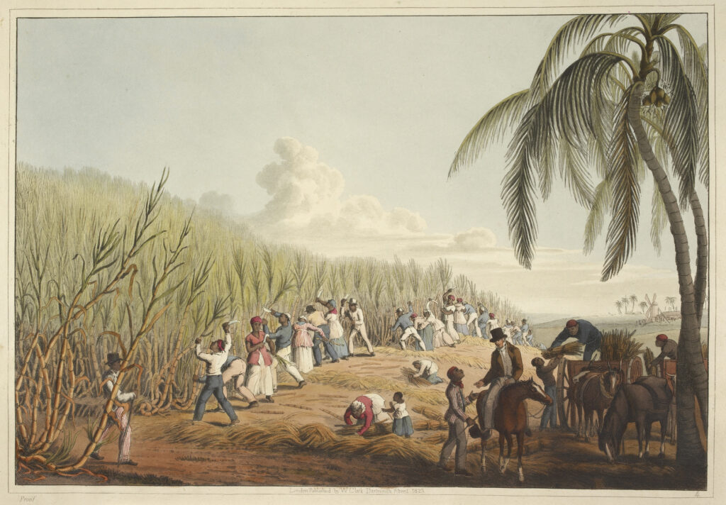 Esclaves coupant de la canne à sucre William Clark 1823. (Meilleures citations pour comprendre l’œuvre d’Alexis de Tocqueville 3/4).
