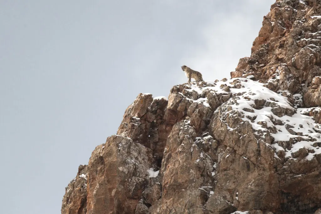 Imperator, Panthère des neiges (détail), Tibet, 2016 © Vincent Munier. (Vincent Munier, un beau livre qui sublime la photographie animalière !).