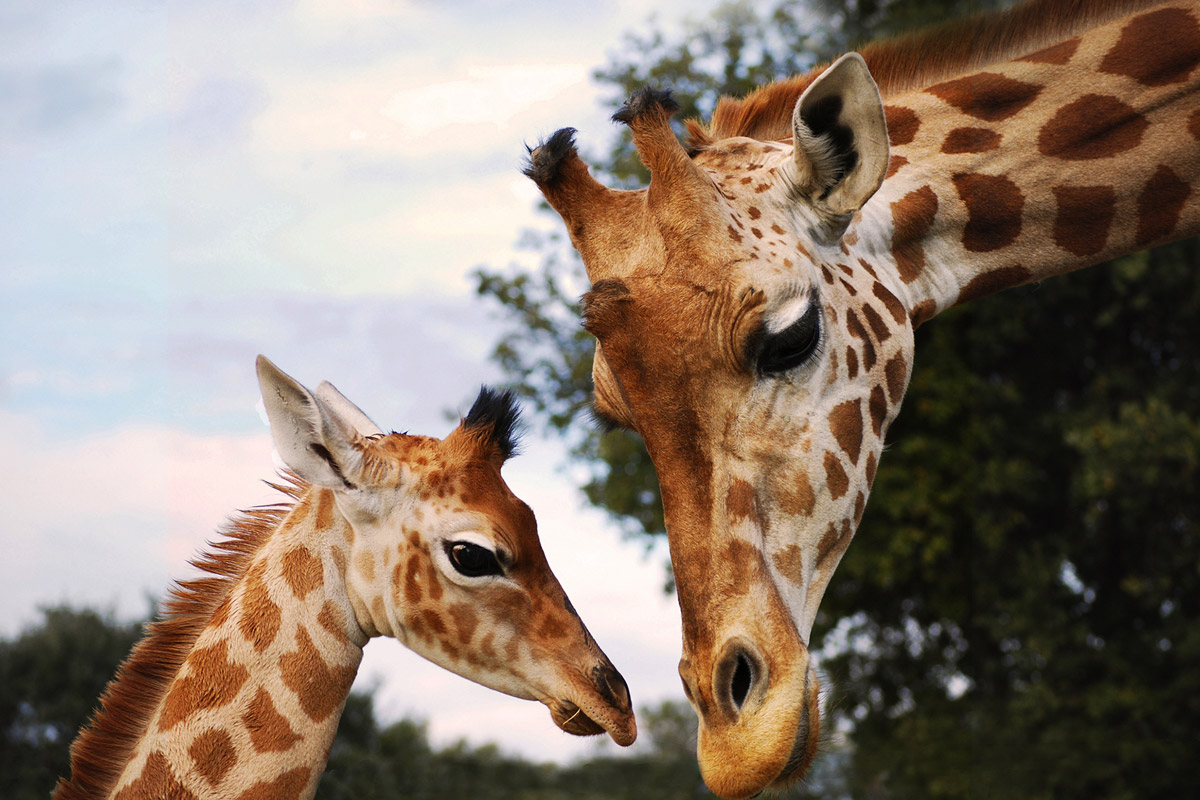 https://www.culturadvisor.com/app/uploads/2024/09/head-girafes-barben.jpg