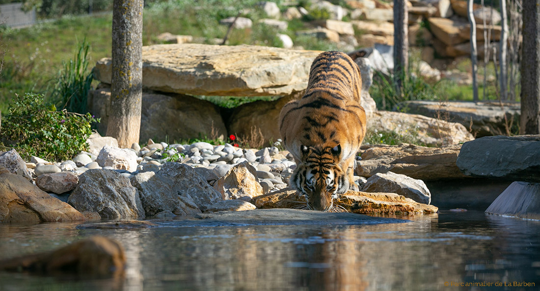 https://www.culturadvisor.com/app/uploads/2024/09/tigre.jpg