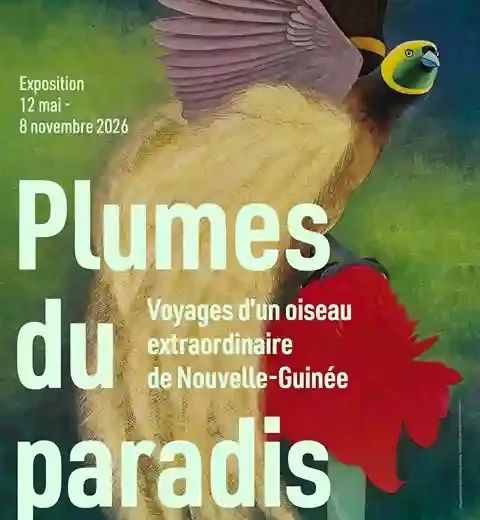 Exposition Plumes du paradis au musée du quai Branly Paris, ou l&rsquo;odyssée des oiseaux de Nouvelle-Guinée !